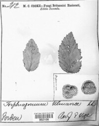 Triphragmium ulmariae image